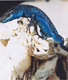 Blue Lizard